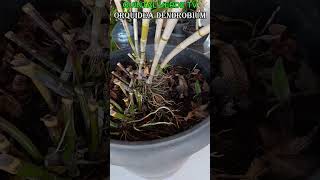 ORQUIDEA DENDROBIUM Shorts 5829 #orquideas #1million #1k #youtubeshorts #youtube #curto #viral
