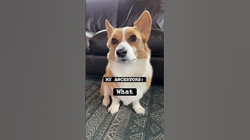 Cow reveal??? #cherrythecorgi