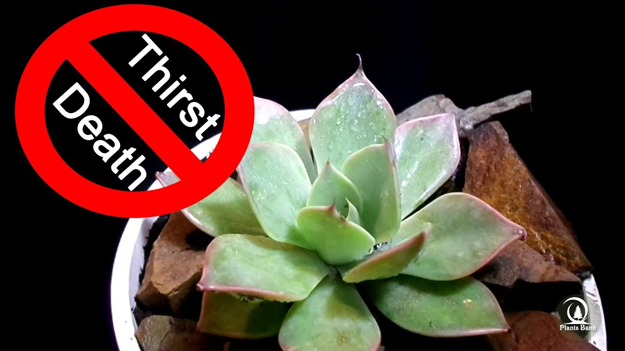 watershed Easy way to Save home Plants from Thirst and Death