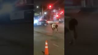Cow DESTROYS Police Officer 🐄
