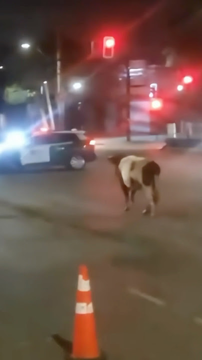 Cow DESTROYS Police Officer 🐄