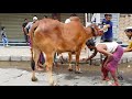 Biggest qurbani cows of GRAMSICO. Dhaka Bangladesh. Qurbani 2018.
