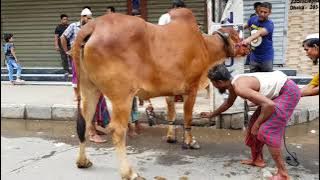 Biggest qurbani cows of GRAMSICO. Dhaka Bangladesh. Qurbani 2018.