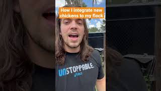 How I integrate new chickens into my flock #chickens #backyardchickens #shorts ￼