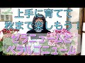 20210416 ぺラルゴニュームとゼラニューム。とても育てやすいお花のはずなのに　うまく育たないのはなぜ？