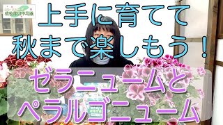20210416 ぺラルゴニュームとゼラニューム。とても育てやすいお花のはずなのに　うまく育たないのはなぜ？