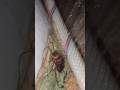 Cockroach 🪳 shower 🚿 🙄🤢 #insects #insecticida #bug #cockroach #shortvideo #shortsfeed #shorts