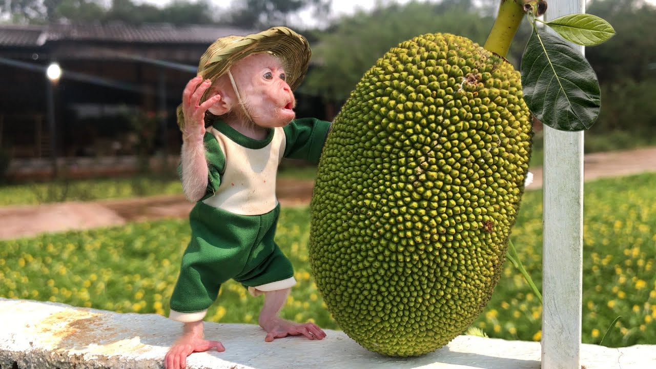 Monkey Bon and Dad enlists harvest fresh fruit and enjoy it in a wonderful space