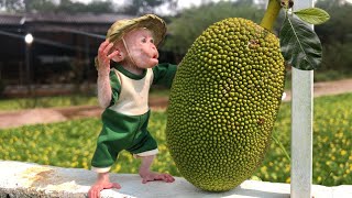Monkey Bon and Dad enlists harvest fresh fruit and enjoy it in a wonderful space by Monkey Bon Family 5,647 views 13 days ago 1 hour, 2 minutes