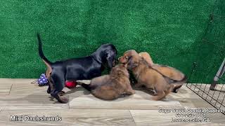 Mini Dachshund Puppies For Sale Local Breeders Atlanta #forsale