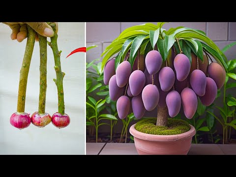 TECHNIQUE; summary of the best mango propagation videos you should know