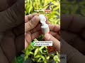 Atasi Lipoma atau Benjolan dikulit sampai ke akarnya.#lipomacream #benjolandileher