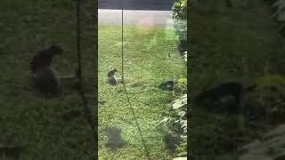 Selfish squirrel