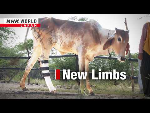Indian vet puts amputee cows back on their feetーNHK WORLD-JAPAN NEWS