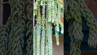 😍💚Donkey Tail succulent(Sedum Morganianum) #NatureLover💚 #shortsfeed