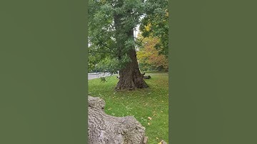 القران الكريم بصوت الشيخ علي .يا أيها الناس قد جاءتكم موعظة من ربكم وشفاء لما في الصدور وهدى ورحمة