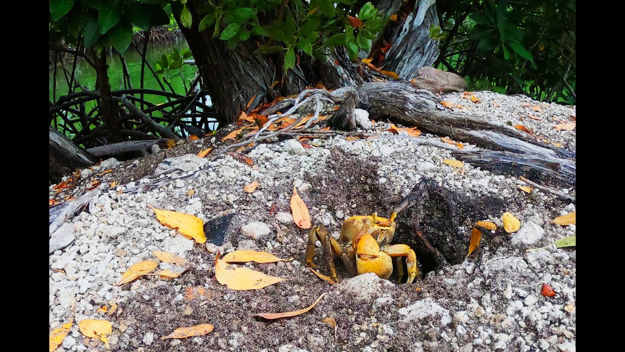 Florida Keys LandCrab Lifestyle! YouTube