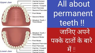 Permanent teeth |Janiye pakke danto ko |Eruption, function n care |pakke danto kab aate he