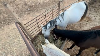 معلومات خفيفه عن الخيل نستفيد ونفيد ان شاء الله