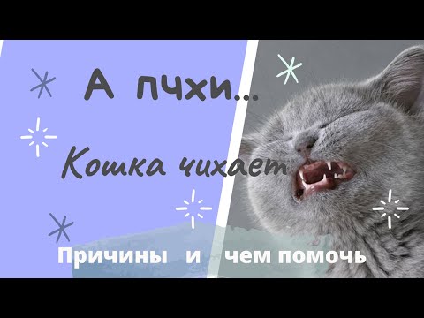 АААпчхи...Кошка чихает. Причины и что делаем.