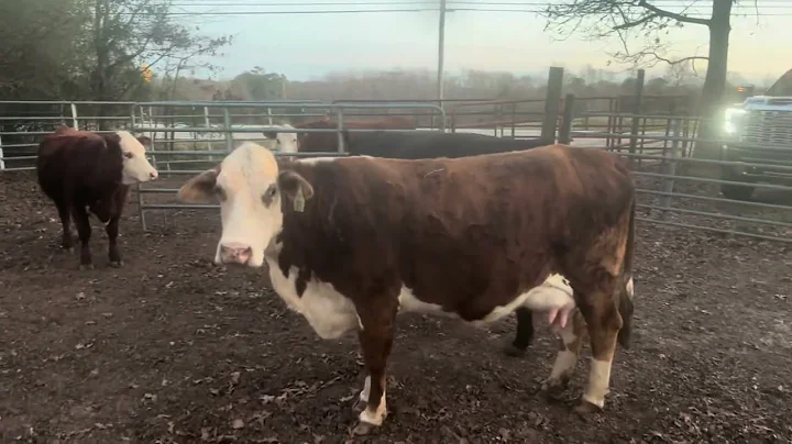 The Cattle Range Listing #503D905