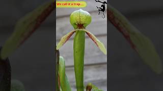 We Call It a Trap 🌱🪰 Carnivorous Plants #carnivorousplants