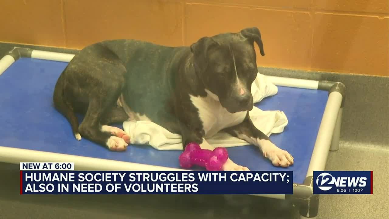 Kansas Humane Society struggles with capacity, in need of volunteers