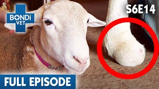 Sheep Is Born Without Hooves  | Bondi Vet Season 6 Ep14 | Bondi Vet Full Episodes | Bondi Vet