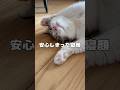 【保護猫】安心して寝てると思ったらこっちを見てる猫