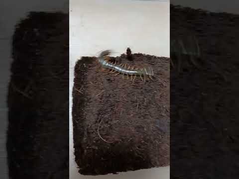Centipede (Scolopendra Mutilans)