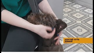 Долгий путь домой Долгий путь домой