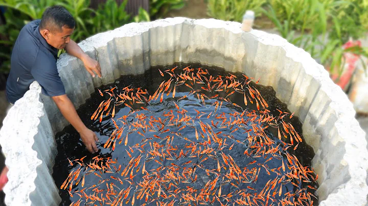 How an Ornamental Fish Farmer is Outdoorly Raising Thousands of Fish (Shocking Growth) - DayDayNews