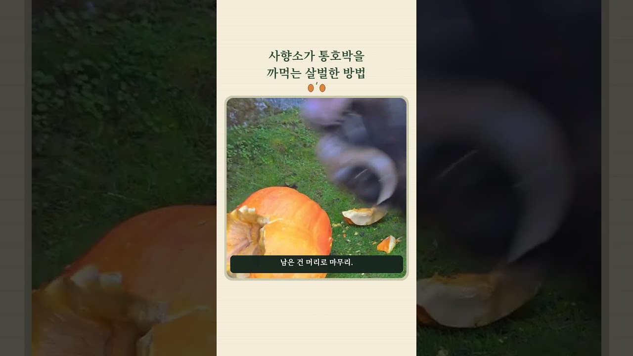 사향소가 통호박을 까먹는 살벌한 방법