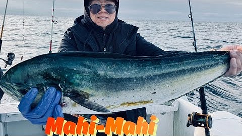 Deep sea fishing for Mahi-mahi - Ra khơi cách bờ hơn 60 km để câu cá Mahi-mahi