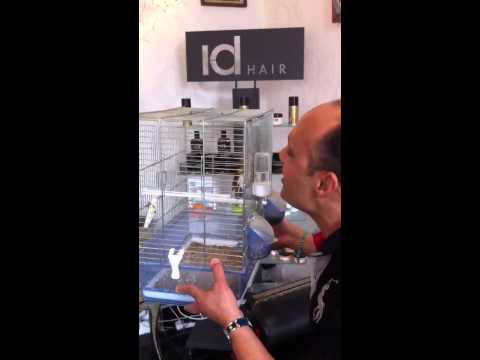 عصفور لطفي يعشق نجوى كرم