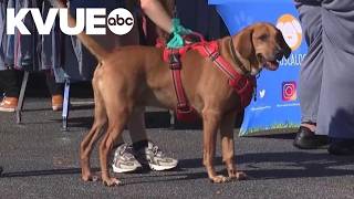 July 31 is one of two National Mutt Days