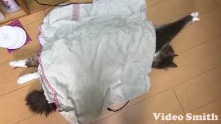 布団をかけられる猫 ノルウェージャンフォレストキャットCat put on futon.Norwegian Forest Cat.