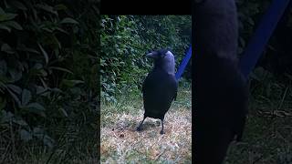 "Maximum Alert! A Nervous Jackdaw’s Garden Visit"#Jackdaw #GardenBirds #BirdWatching #Corvids
