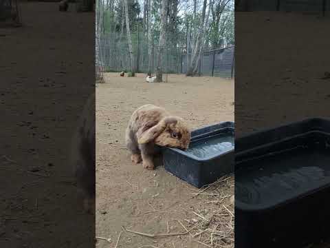 Кролик пьет водичку в Подмосковном сафари-парке #кролик #забавныеживотные #funnyanimals #animals
