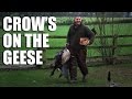Crow's on the geese