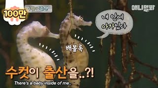 출산을 앞둔 만삭 수컷 해마ㅋㅋㅋㅋ(희귀영상)ㅣWow~ Some male animals give birth?!
