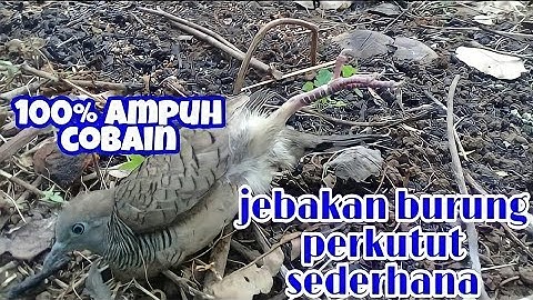 JEBAKAN BURUNG PERKUTUT MENGUNAKAN SENAR PANCING
