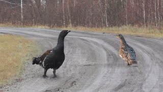 ГЛУХАРЬ ПЕРЕГОРОДИЛ ДОРОГУ.