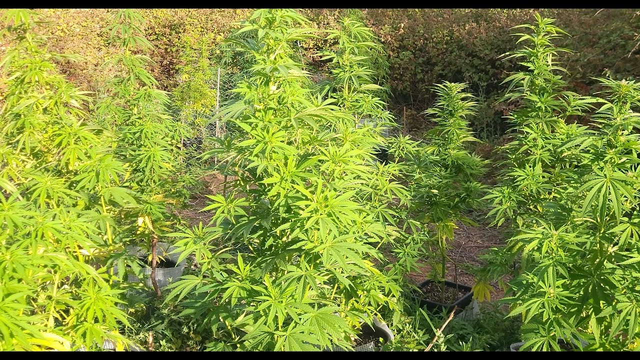 Guerilla grow, Massive Growth Fast Photoperiod garden