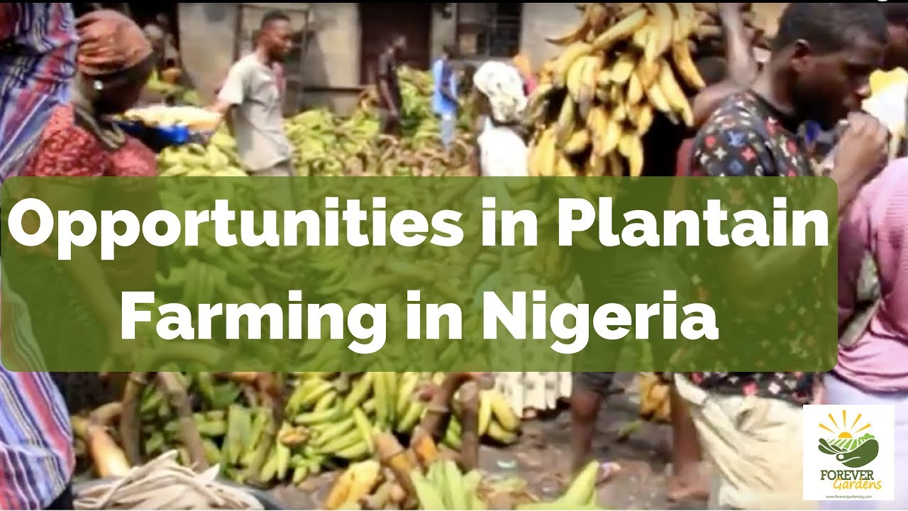 Opportunities in Plantain Farming in Nigeria