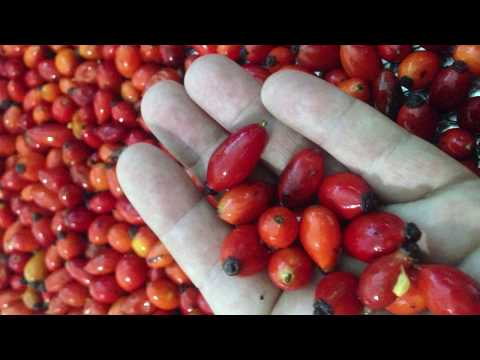 Video: Rosehip: Voordelige Eienskappe En Toepassing