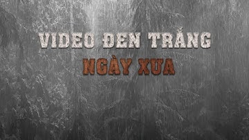 [ VIDEO TRẮNG ĐEN ] Âm thanh mưa trong rừng thông🎧Tiếng mưa nghe dễ ngủ😴Học tập💤Thư giãn⚡Giảm Stress