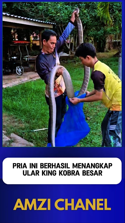 THIS MAN CATCHED A HUGE KING COBRA