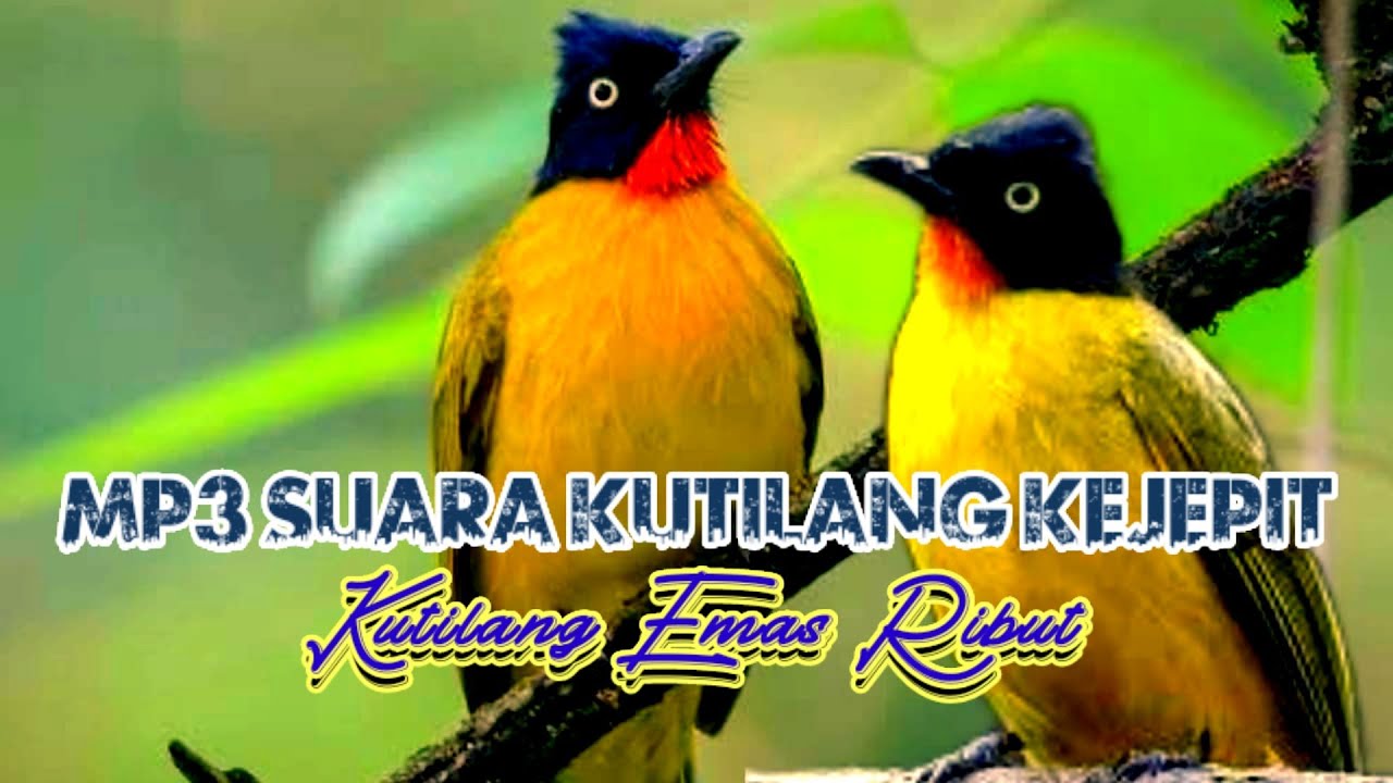 suara pikat burung kutilang emas paling ampuh mp3