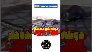 درگیری مار و گربه ? دوبله و صداگذاری حیوانات خنده دار #shorts